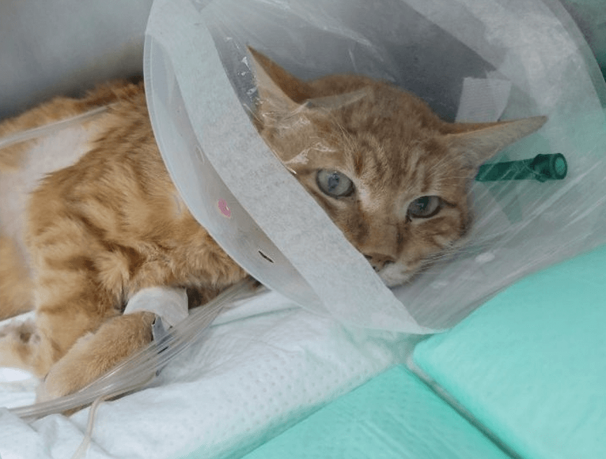 고양이 전염성 복막염(FIP)의 이해와 진단