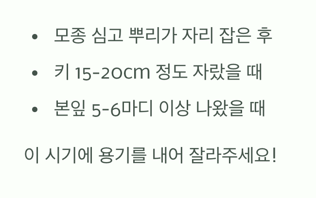 &amp;#39;골든 타임&amp;#39;을 놓치지 마세요! 순지르기 최적 시기