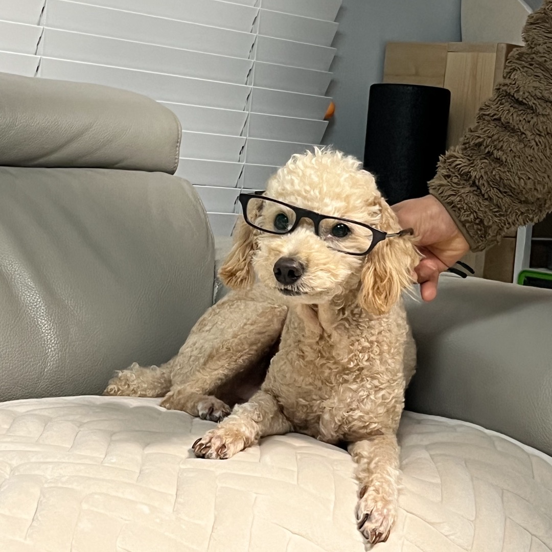 강아지 호두 아몬드 피스타치오 땅콩 마카다미아 피칸 먹어도 되나