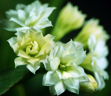 칼랑코에 꽃 화이트