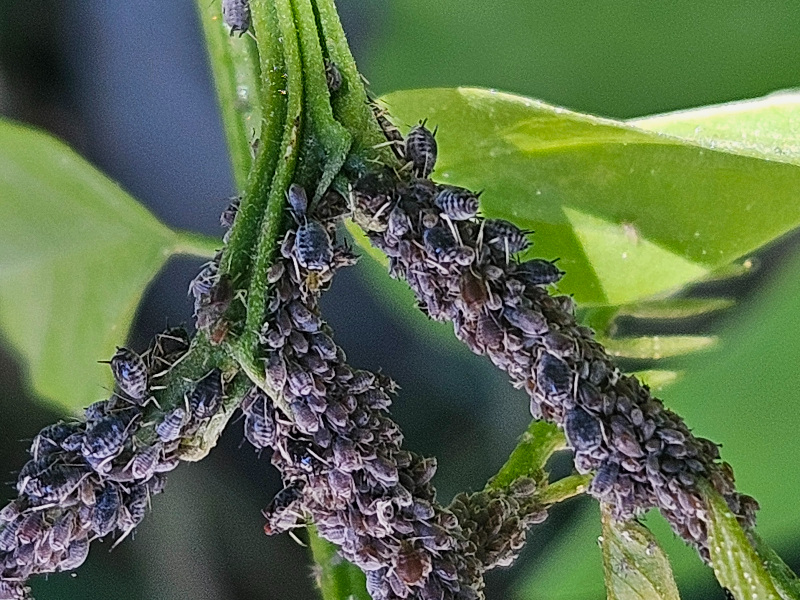 아카시아진딧물 약충