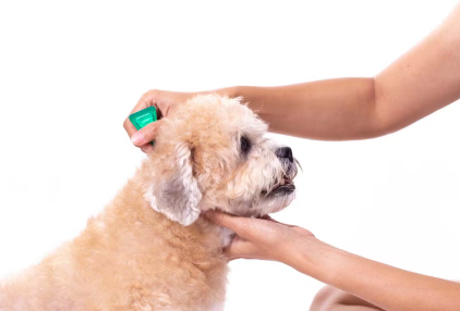 빗질하는 강아지