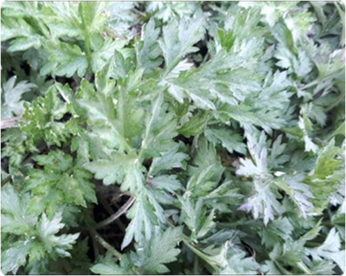 쑥국 맛있게 끓이는 법