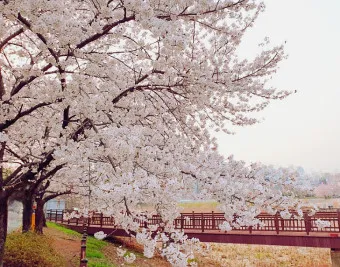 벚꽃 명소 추천 축제 유명한곳_4