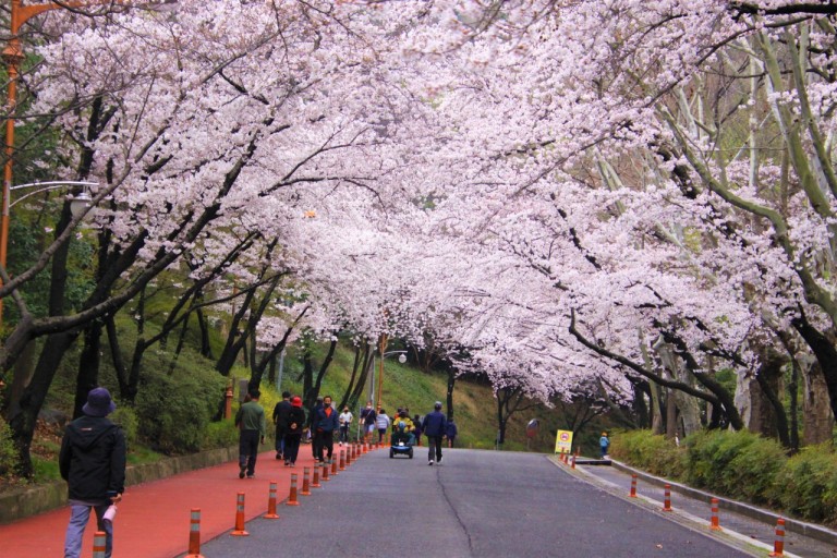 대구 벚꽃