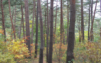 울진 금강소나무숲길