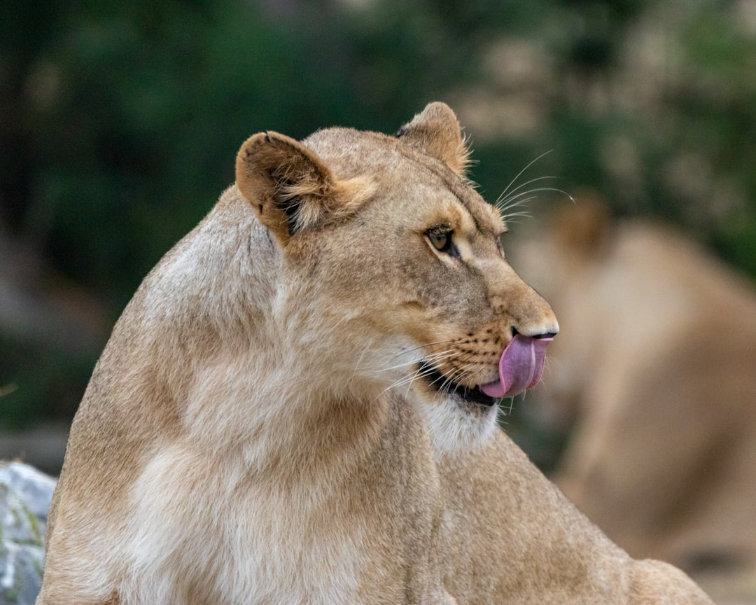 Tongue