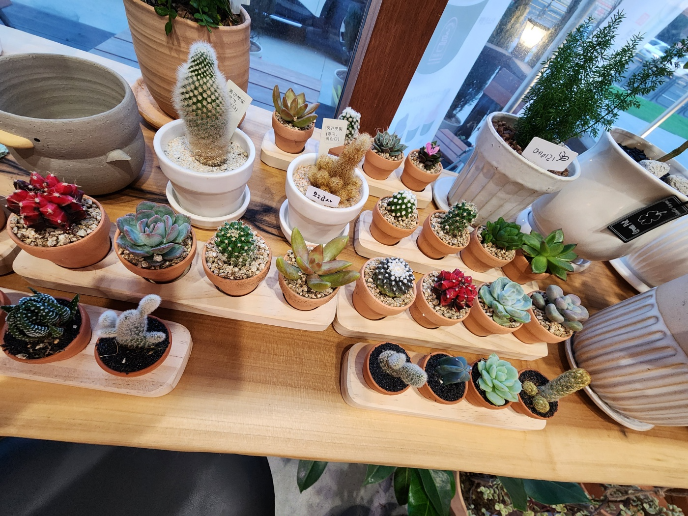 작은 선인장들과 아프리카 식물들