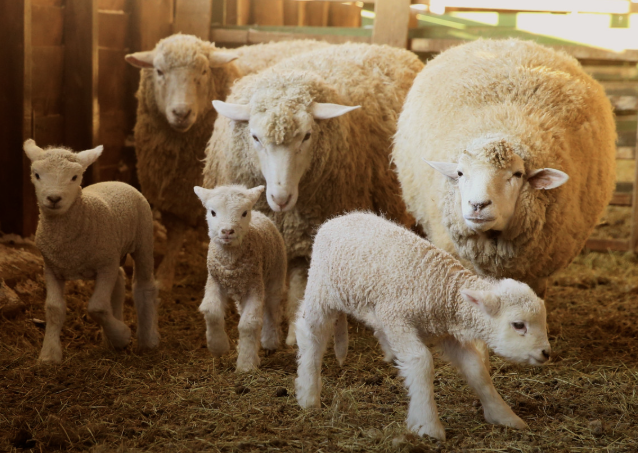 2025 추석연휴 강원도 가볼만한 곳 Best 5