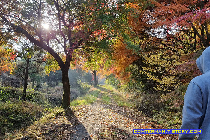 만악리 수목원 가을 단풍