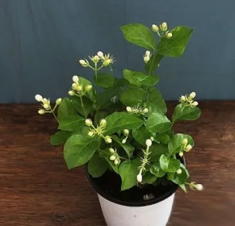 알레르기 배려 저자극실내식물 추천 흙먼지줄이기 수경재배 활용_11