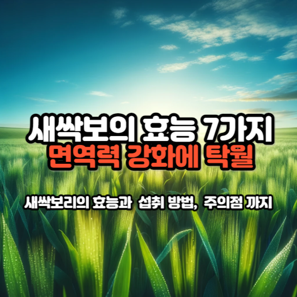 새싹보리의 효능 7가지
