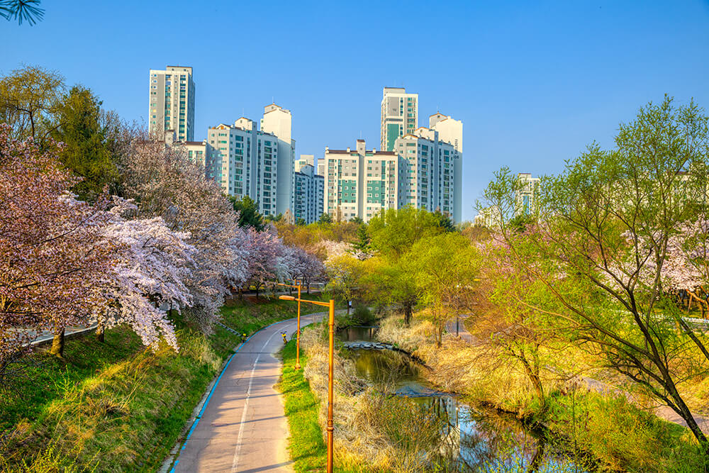 분당중앙공원 벚꽃 - 14