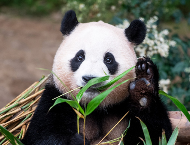 푸바오 작별 배웅행사 마지막 모습 보기