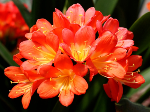 겨울 꽃 군자란