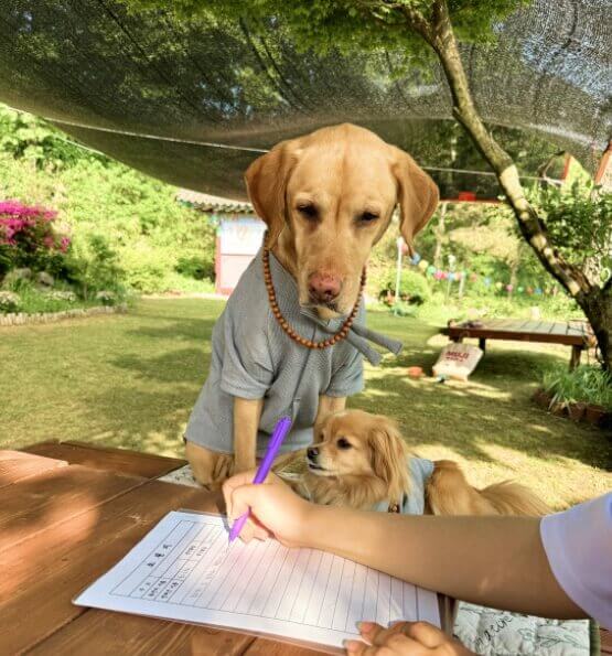 소원지를 쓰고 있는 사람을 바라보는 강아지