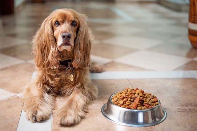 dog with food