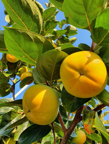 전남 영광 태추단감