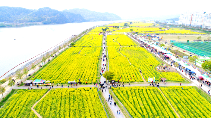 창녕 낙동강유채축제
