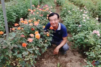 장미 재배 전정 시기 병해 예방 풍성한 개화_29