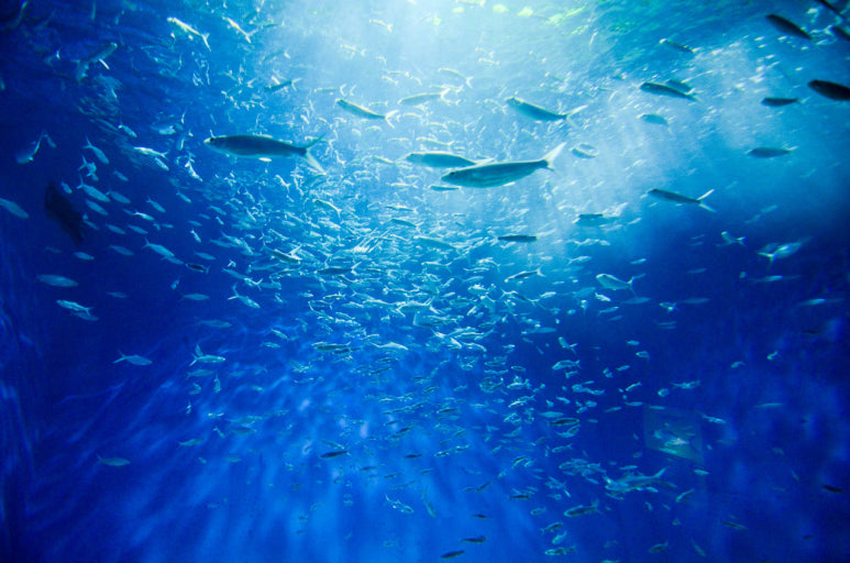 헤링오일 11 효능 먹는법 부작용