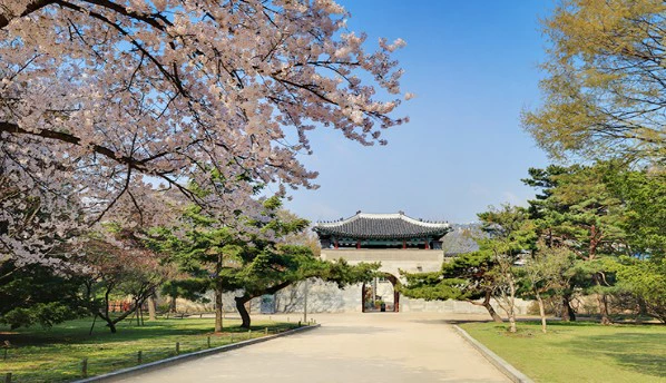 경복궁-봄사진4