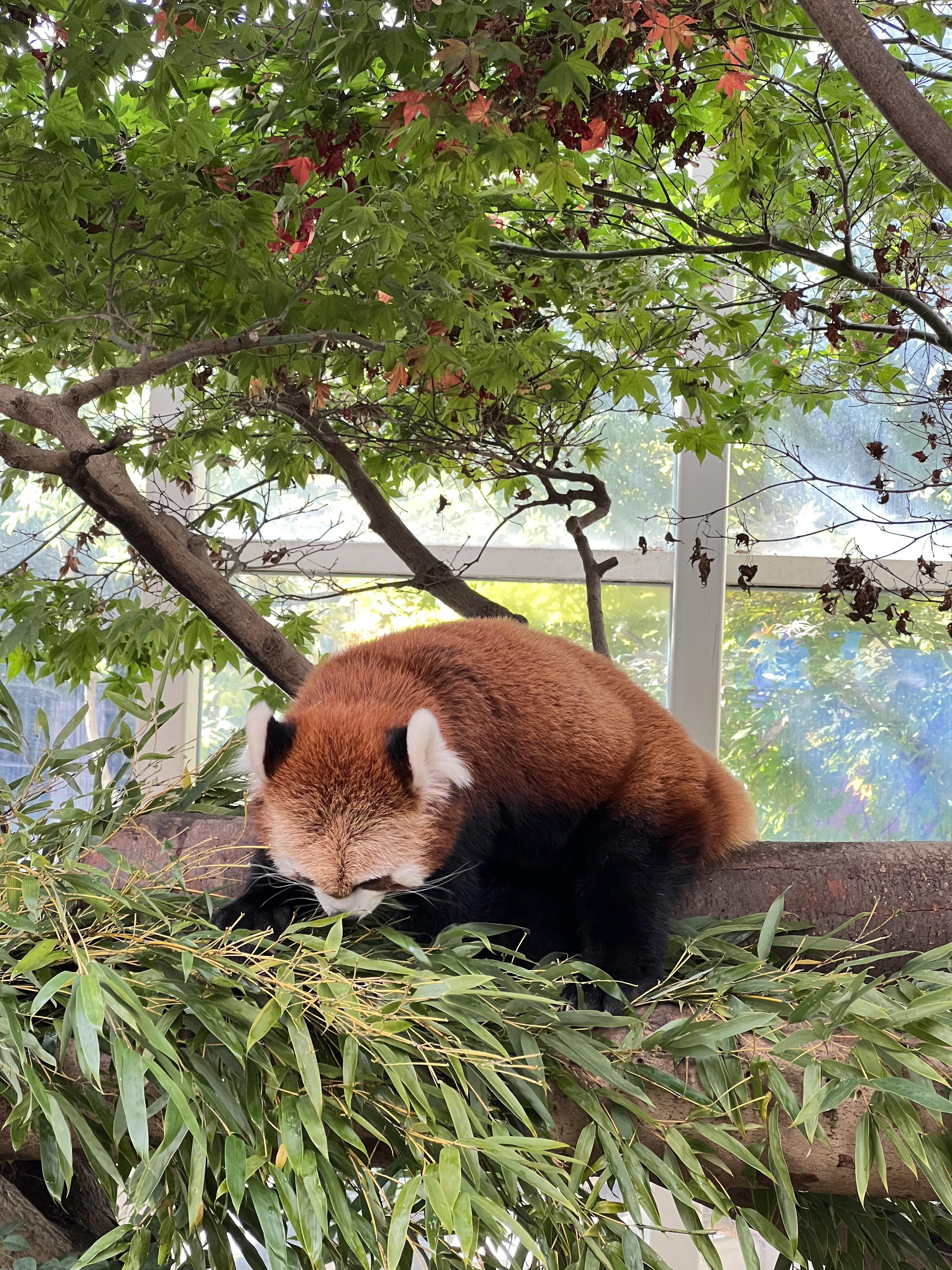 에버랜드 레서판다