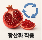석류 효능