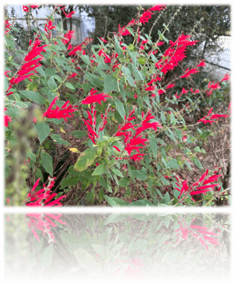 파인애플 세이지