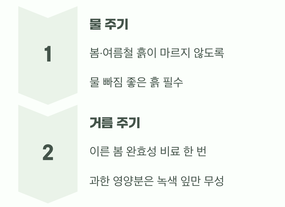 비결 3. 물을 사랑하는 나무, '물'과 '거름'