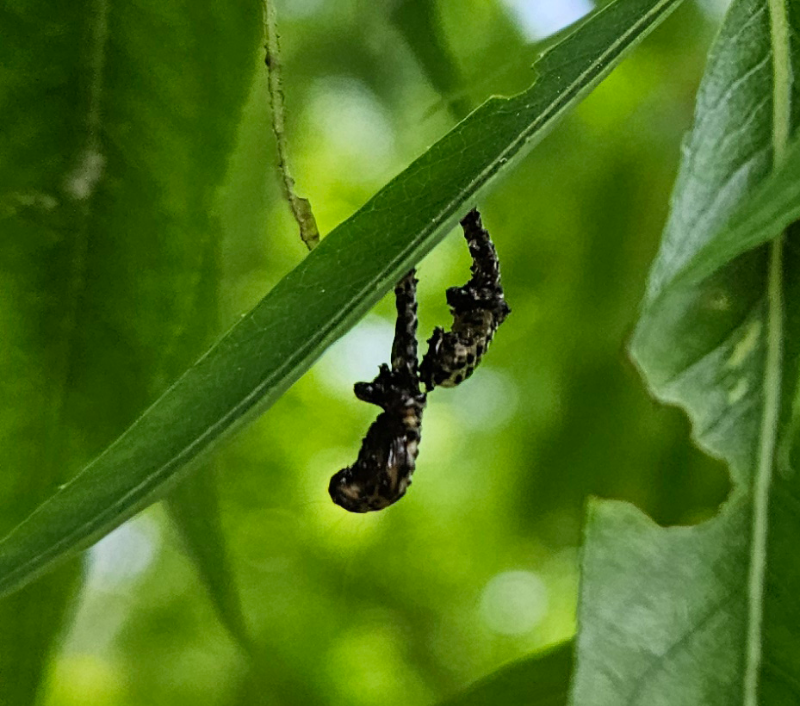 버들잎벌레 번데기