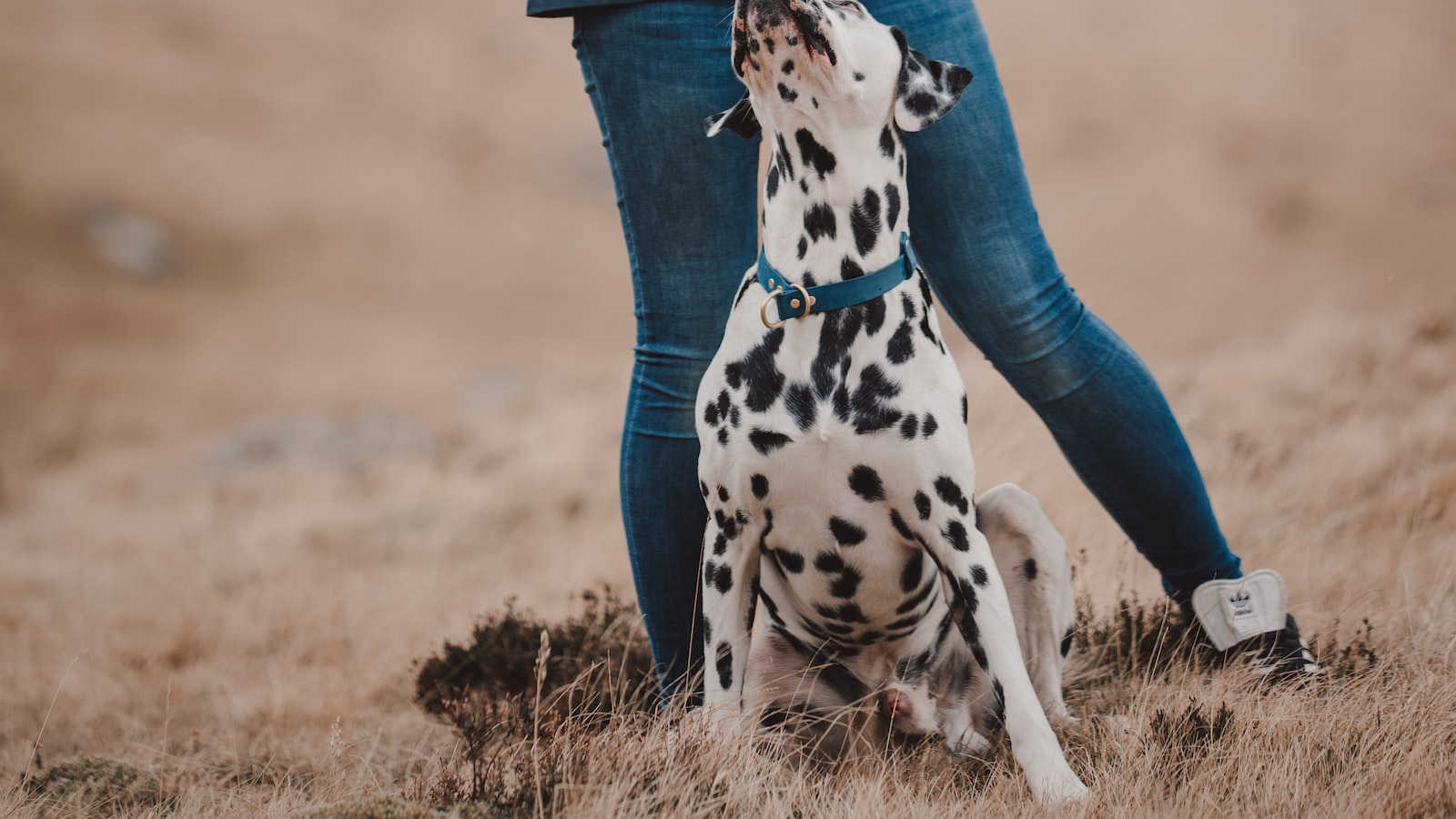 반려견 훈련하기