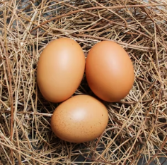 알부민 많은 음식