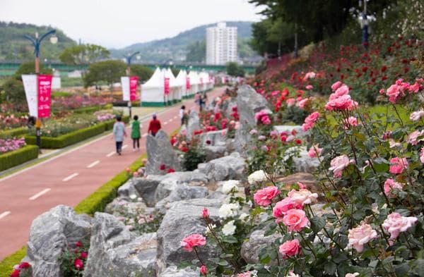2025 삼척 장미축제