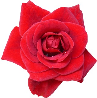 곡성세계장미축제