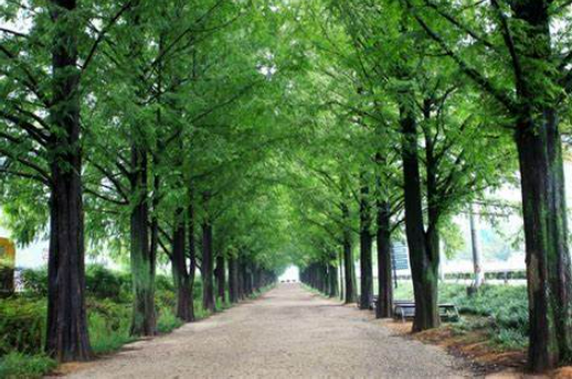 전남 담양 메타세콰이어길