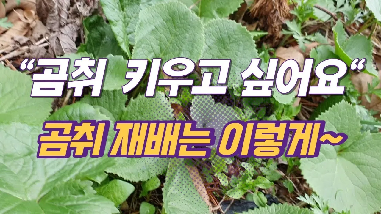 곰취 재배 상토 선택 통풍 관리 병충해 예방_3