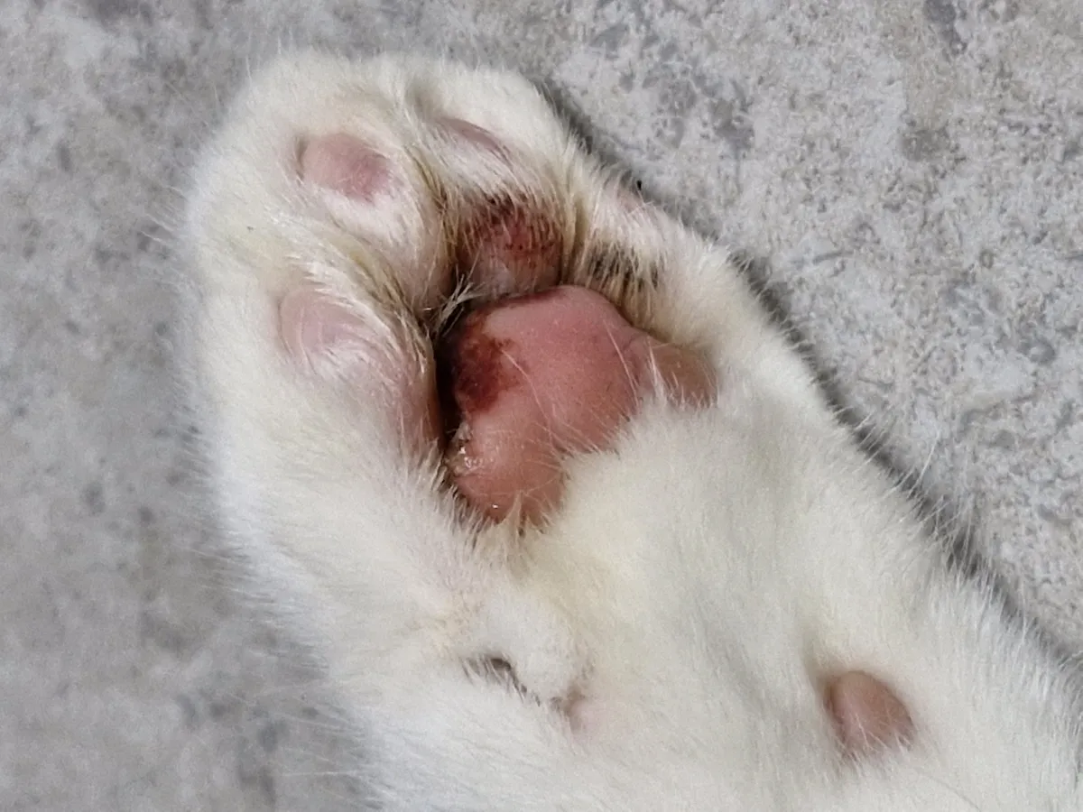 고양이 발톱 빠짐 피 염증_2