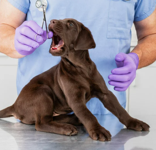강아지 중성화 수술 시기와 필요한 이유 7가지