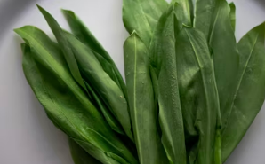 봄 캠핑 바비큐의 꽃: 알싸한 달래와 아삭한 대파의 만남, 실패 없는 무침 가이드