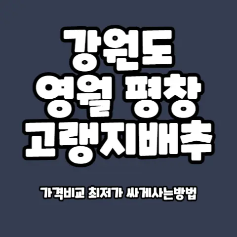 고랭지배추-영월-평창-태백-정선-대관령-절임배추-싸게사는법