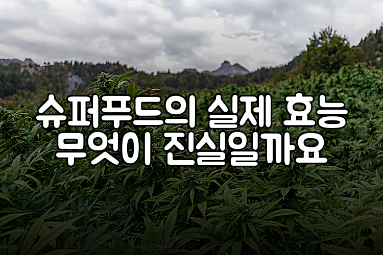슈퍼푸드의 실제 효능 무엇이 진실일까요