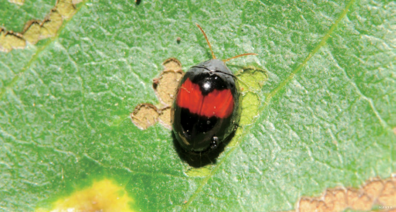 두점알벼룩잎벌레 성충