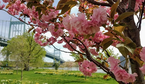 랜달스 아일랜드 파크 벚꽃 (사진 : 구글)