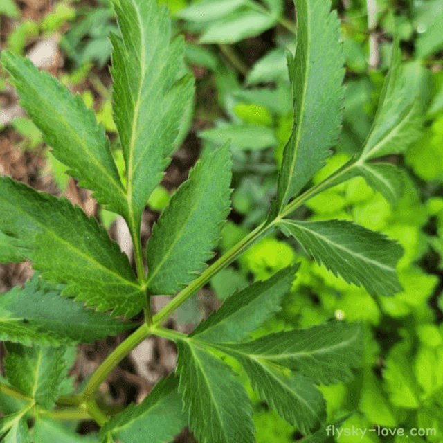 구릿대, 구릿대뿌리 효능