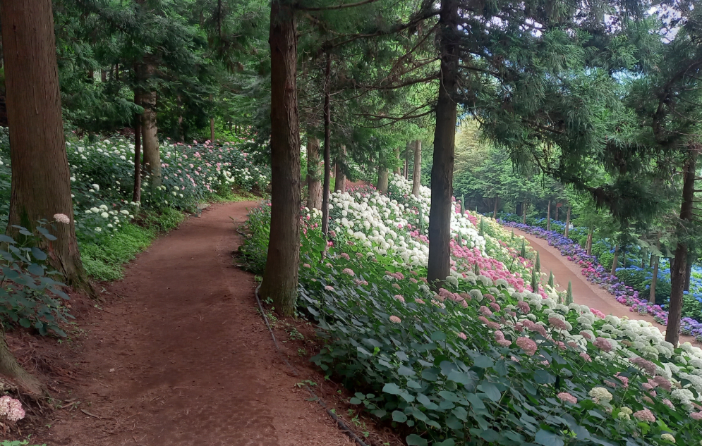 보성 숲정원 윤제림 수국