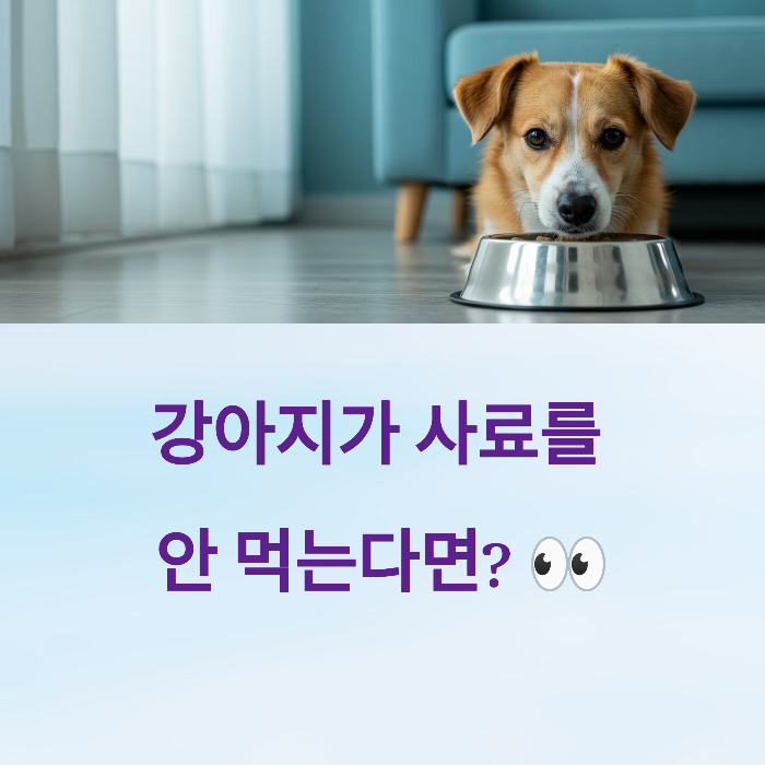 강아지 사료 안먹을때