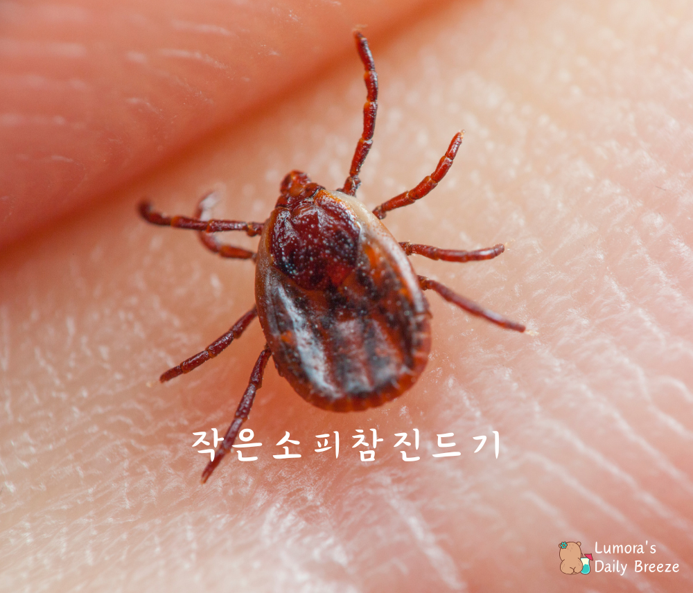 작은소피참진드기