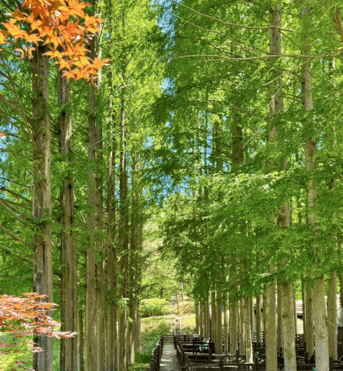 메타세쿼이아 숲길