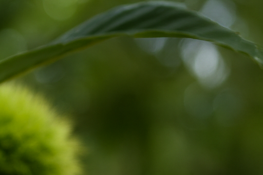 밤 영양성분 · 칼로리 · 생밤과 군밤 비교